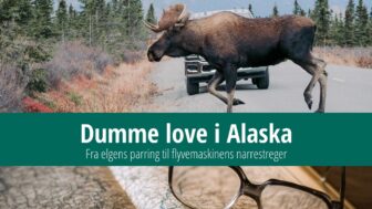 Dumme love i Alaska – hvad må elge ikke gøre i Fairbanks?