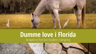 Dumme love i Florida – hvad er straffen for at stjæle en hest?